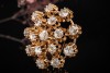 Brosche Nadel Goldschmiedearbeit Blume 5,20 Ct Diamanten in Gelbgold 585 