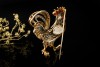 Brosche Hahn Huhn mit Rubin Diamanten Perle in 750er Weissgold Gelbgold 