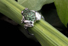 Tier Motiv Ring FROSCH 750 Weißgold Tsavorite Rubine 