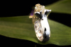 Tier Motiv Ring Robbe mit Amethyst Brillanten und Tsavorit in Weißgold 